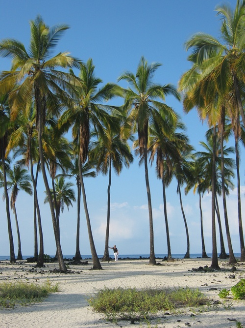 hawaii, big iland, palm trees, hawaii, hawaii, hawaii, hawaii, hawaii, palm trees, palm trees