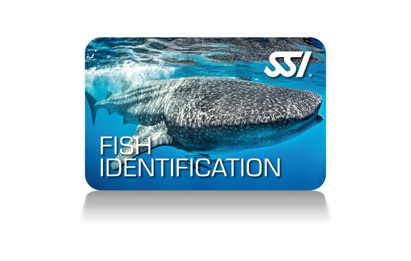 Fish Identification